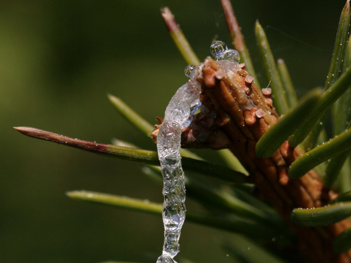 Bio Resin Spruce Tree